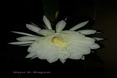 Epiphyllum oxypetalum